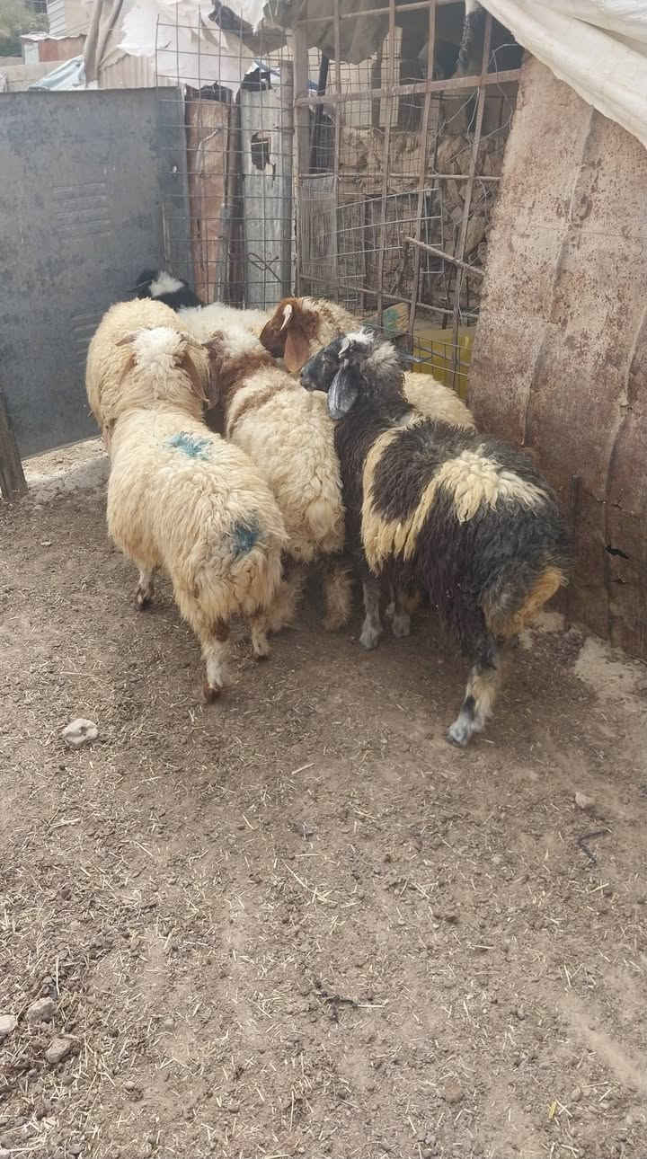 طليان • عدد ٧ • الريحانه