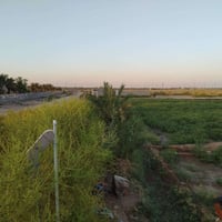 صويره • ٧ دونم