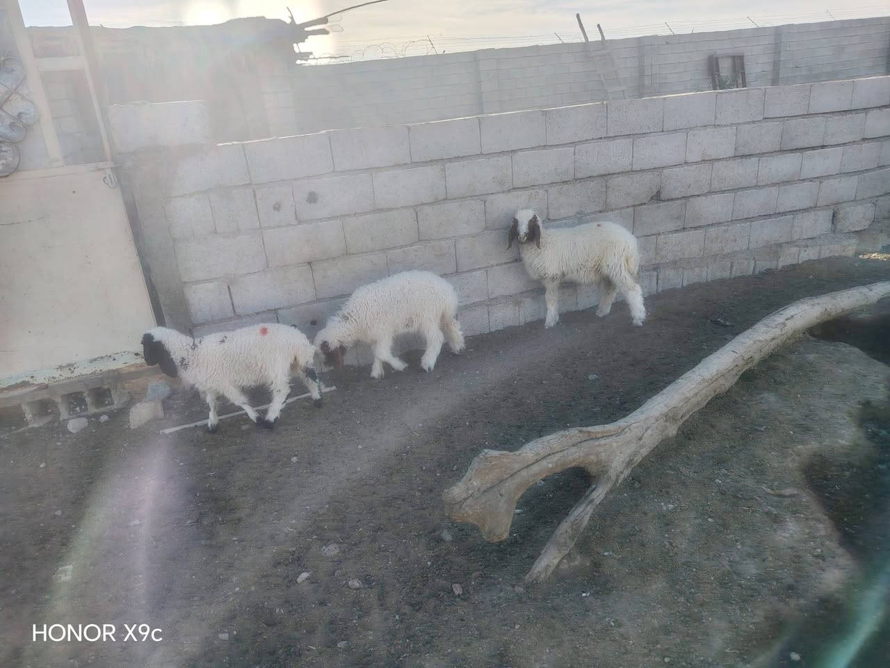 هونر X9c • للبيع • ٣ قطع