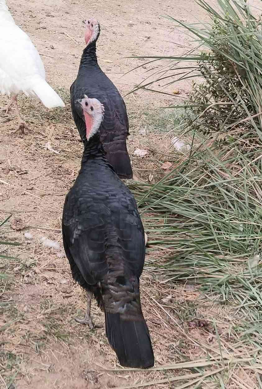 فسيفس • ٤ حبات • حله محاويل
