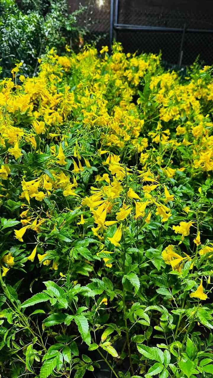 🍃مستـعدون🍂 ، لـترتيب🐦 الحدائق المنزلية 🏝️🏘️
وزراعة النباتات، 🌾🌴🌱والازهار، 🌼🌺🌻وقص الثيل.🌾🌾
وعمل الديكورات والتصاميم،الحديثة للحدائق،، بواسطة الاحجار الملونة           📍
ونعمل على تصميم  💦والنافورات  التواصل 
على الرقم التالي ***********
