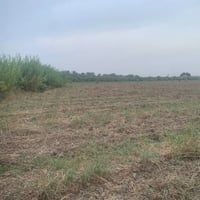 برينج • دونمين ونص • سند ٢٥