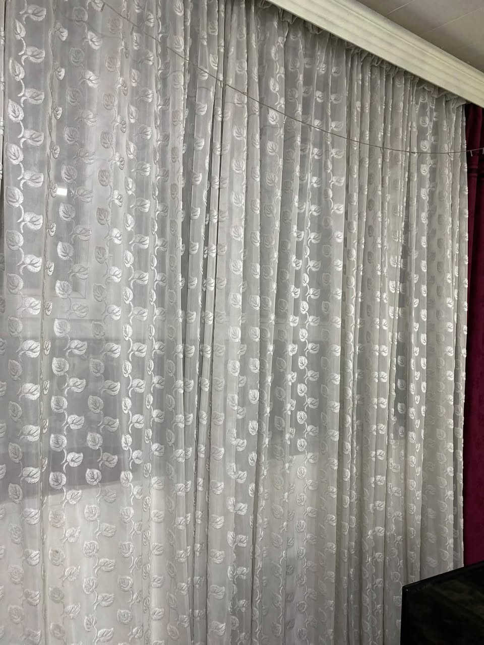 السليمانية • ستارة بيضاء • ستارة ماروني