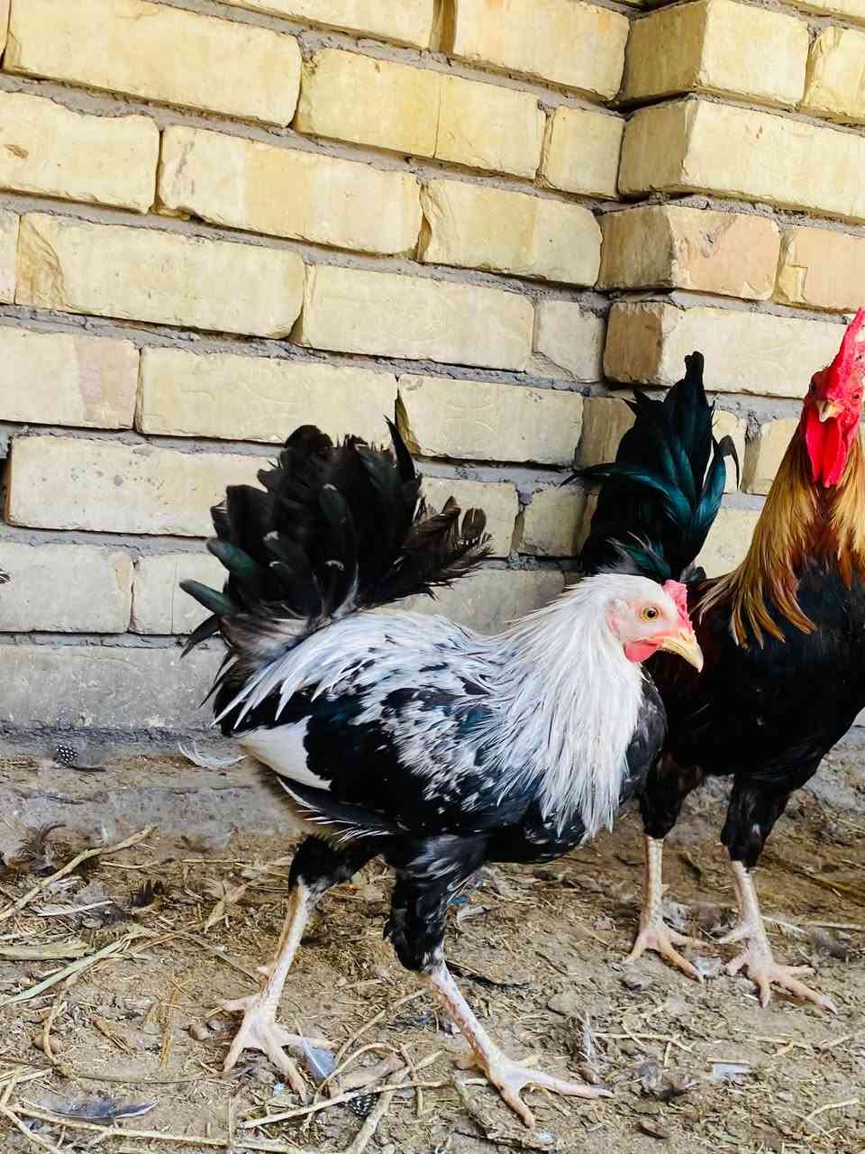 دندراوي • خط اول • ثلجي