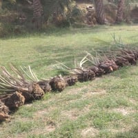 نخلات • شويثي • السماوة قضاء الخضر