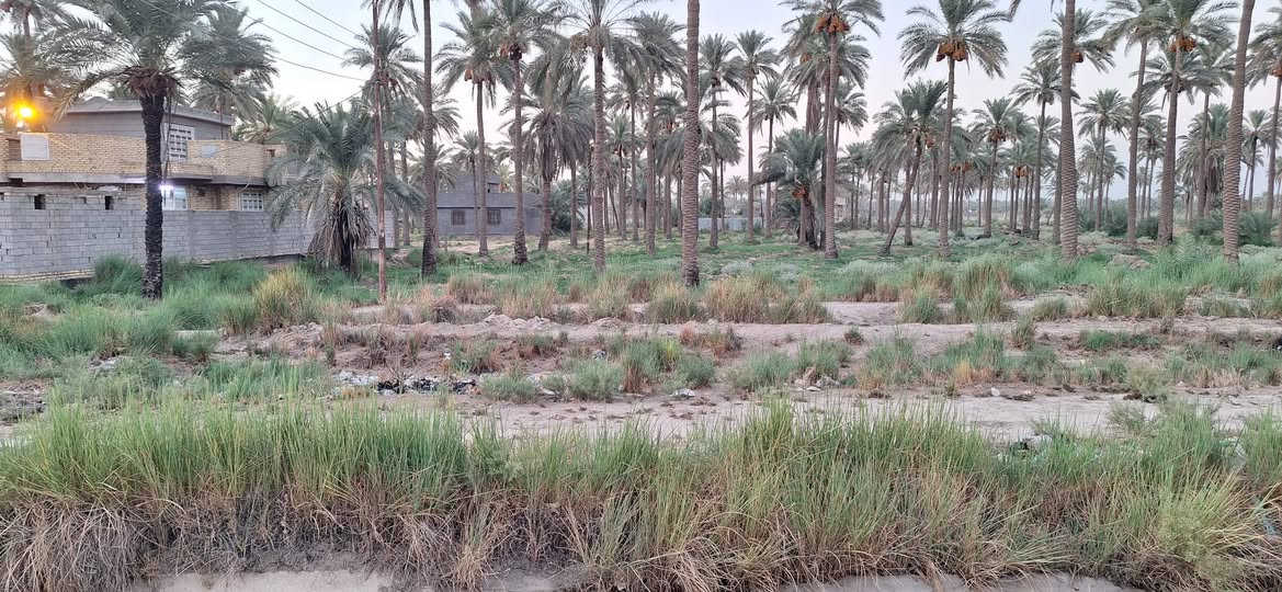 اللهم صلي على محمد والي محمد 
دونمين اله ربع طابو زراعي
 سند ٢٥ بيها تحويل اسهم
العنوان/ كربلاء طويريج عل سنيه 
كافة خدمات ماي اسائله كهرباء 
ماي الروائي من الامام وخلف بزل 
ومزروعه 40 نخله 
السعر ١٤٠ مع المجال 
الاستفسار ***********
مكتب الشيخ للعقار
