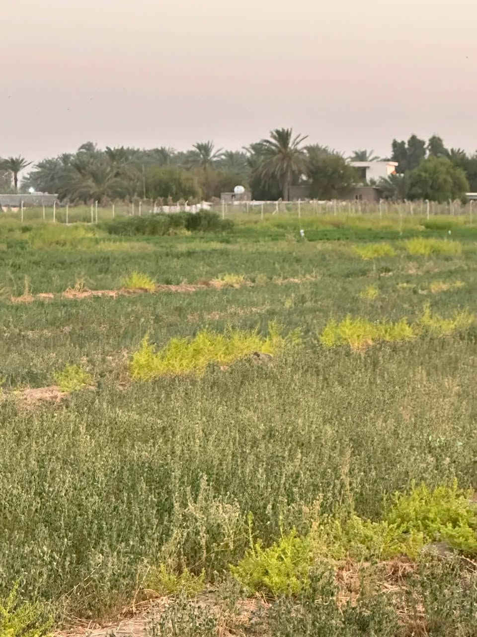 دوانم زراعي طابو سند ٢٥ على عقار البياع موقعهن بغداد الكرخ خلف تقاطع الدرويش وخلف تراث المعالف منطقة الدوانم قرية بني حجيم مجاور مقاطعة ١٠/٣   المساحات الموجودة. ١٠ دونم و٥ دونم ودونم و٢٠٠٠ م و١٠٠٠ م و٥٠٠ م حسب الطالب  للاستفسار 
***********
***********
