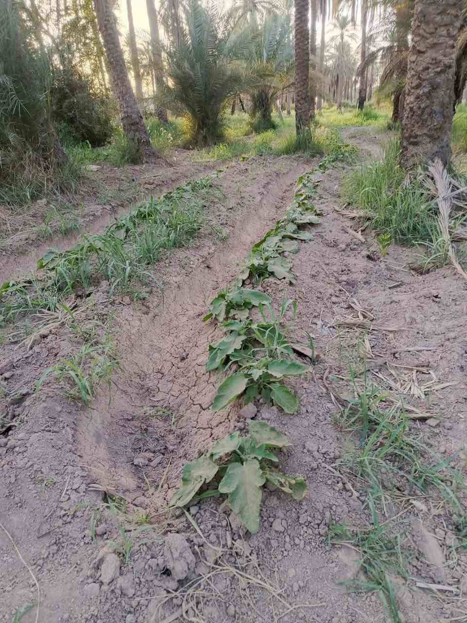 عندي بستان للبيع على طريق شريفه بنت الحسن سعر الدونم 85 وبيها مجال قليل منطقة ابي غرف الوسط محافظة بابل قريب حسينة سيد شاكر ولاد المساحة ٤ ونص ***********
