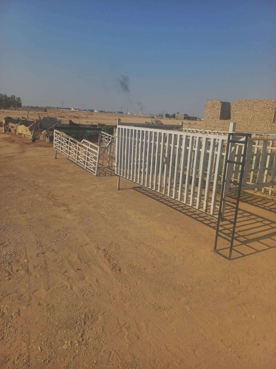 محجلات للبيع ***********

