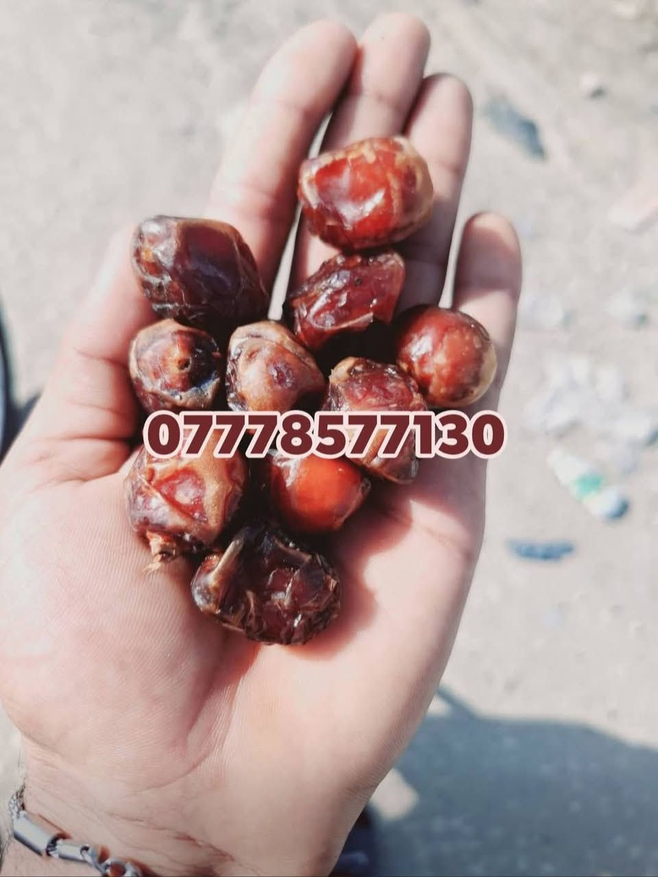 🌴🌟 تتوفر لدينا كافة أنواع الفسائل بأصناف مميزة ومضمونة 🌟🌴

الأنواع المتوفرة:
💎برحي 🪴 خستاوي 🪴 بريم 🪴 عمران 🪴 تبرزل 🪴 مكتوم 🪴 جمالي 🪴 اشرصي 🪴 بربن 🪴 حمراوي 🪴 شكر 🪴 شوثي أصفر 💎

💥 جميع أنواع الفسائل مقدمه ، خاصة من مزارعنا.
💥 متوفرة بأحجام متعددة حسب الطلب، وتشمل الفسائل للأمهات والذكور.

🚚 توصيل لجميع محافظات العراق للطلبات 10 نخلات فما فوق.

📞 لمعرفة الأسعار أو الاستفسار، يرجى مراسلتنا من الزر اسفل المنشور او على الارقام:

📲 ***********
📲 ***********

💼 جاهزون لتجهيز دوائر الدولة، المشاتل، والمزارع الخاصة والعامة.
✨ فضلاً، ندعوكم لدعم صفحتنا عبر المتابعة والمشاركة، وتحية حب وتقدير لكم 🌻🌻
