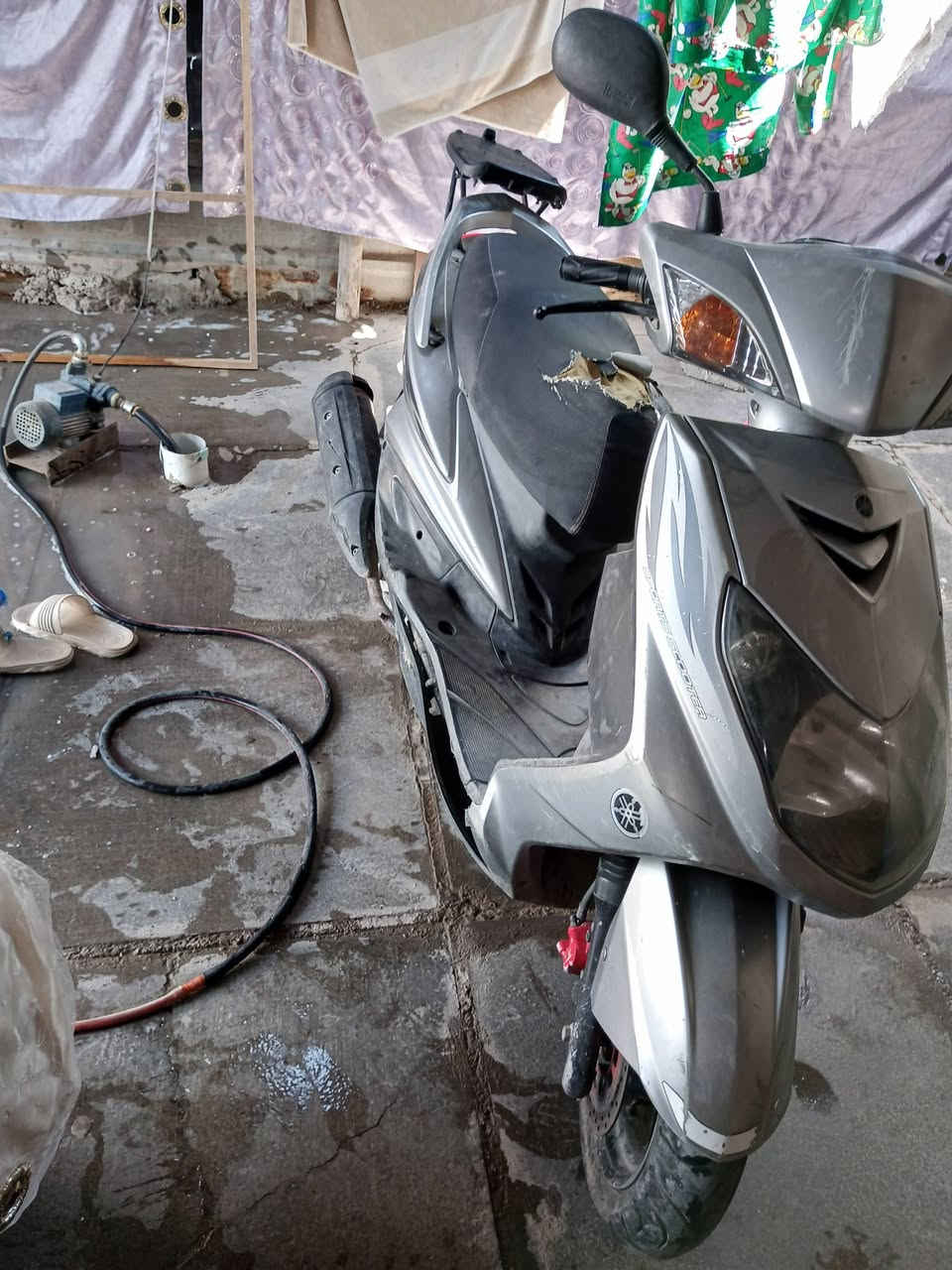سكنس فحل نوزل مال رمبه مكفولا كفاله عامه السعر 7500 $$$$.......***********
