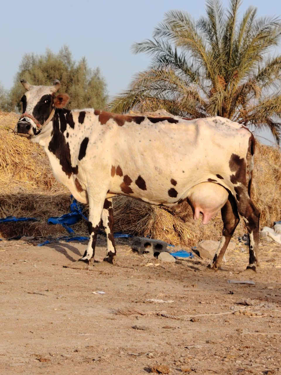 ماشاء الله تبارك رحمان دابه لبيع فريزية زراعية ام ثالث بطن وراها لقاح سمتال وماخذه لفحل شهرين ونص صاحبت ماعون وشطر تحلب وكتين وينه ليدور حلال نظيف وحلو مالت جناي شرط لحليب ودسامه خير من الله مشروطة كافه شروط لجني لسعر 2750 لمكان بابل شوملي لسفسار ***********,///***********
