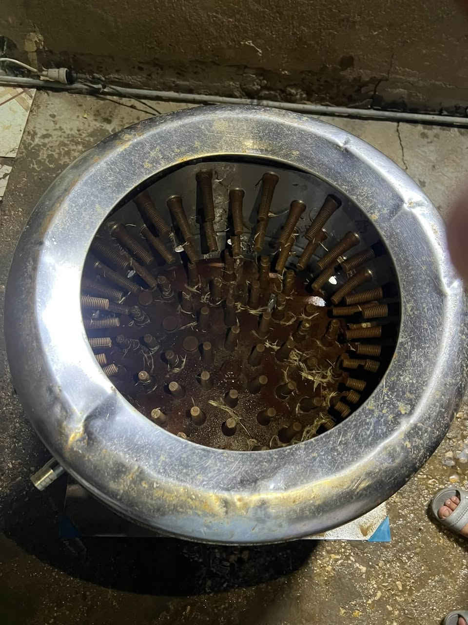 هلاسه • دجاج