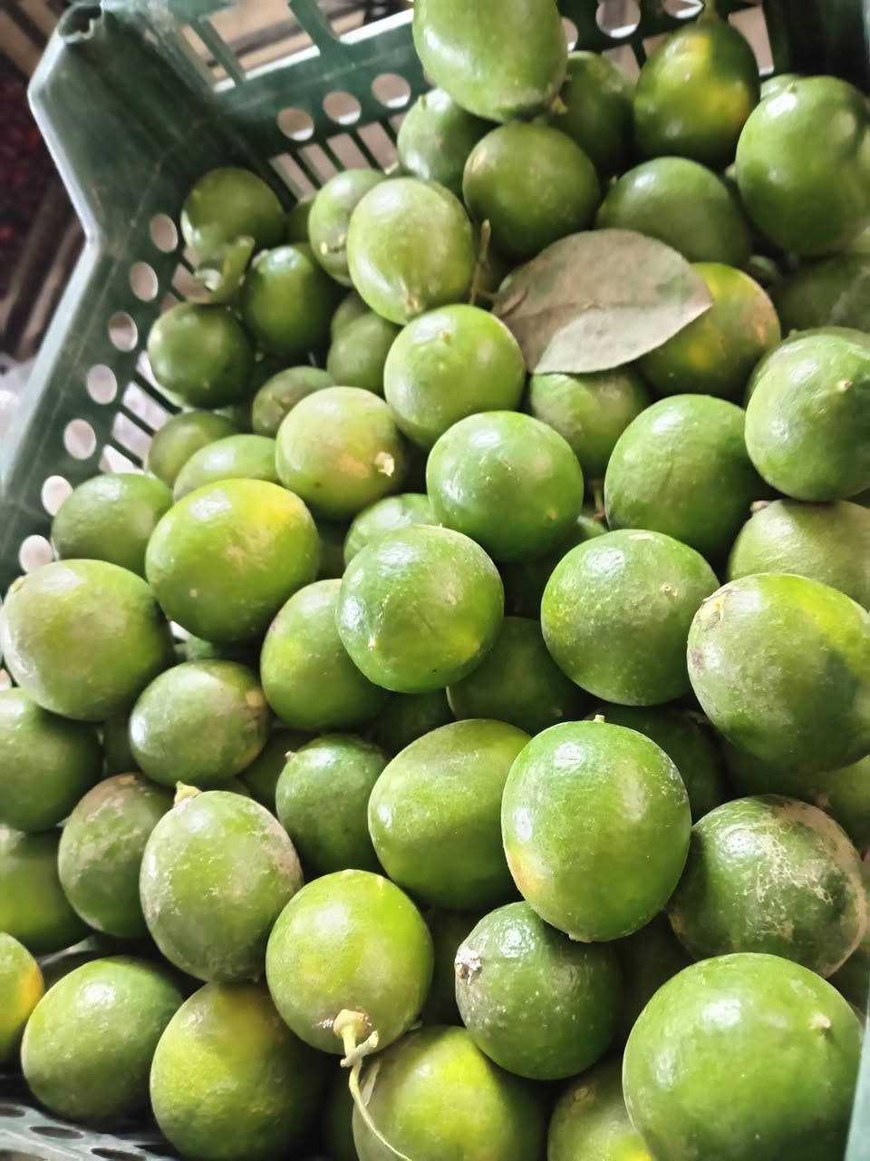علوة القرية • طماطه ايرانيه • ضمان ٣ أيام