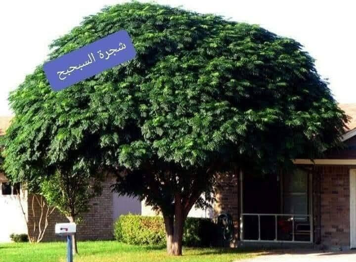 بذور سبحبح زنزلخت • دائمة الخضرة • سريعة النمو