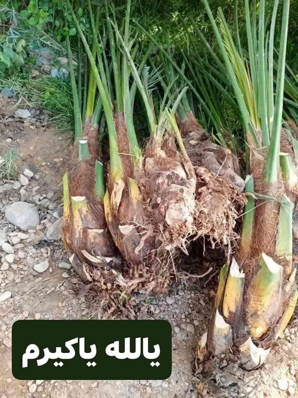 سلام عليكم يتوفر لدينا فسائل جوزي قزمي ***********
