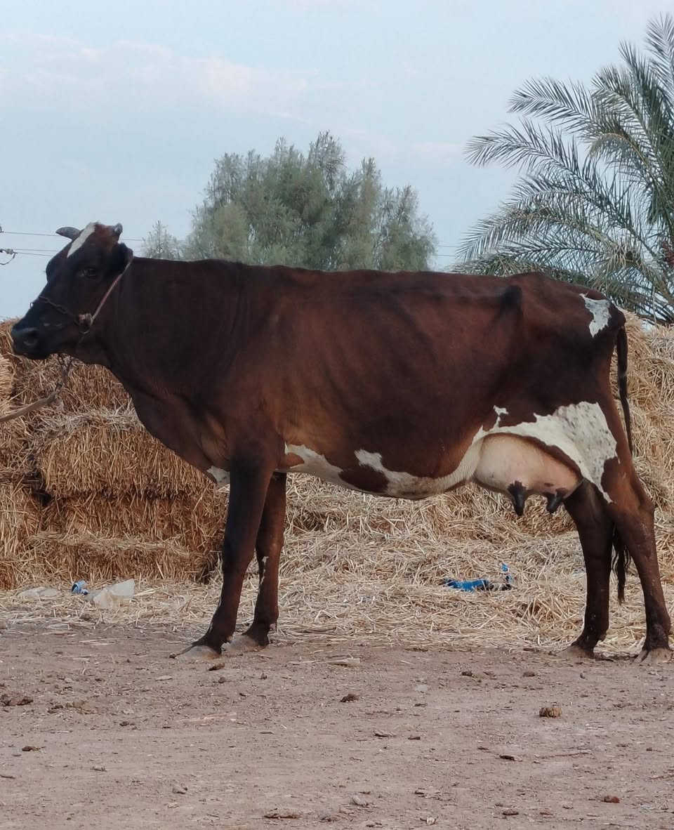 دابه هولندية • حامل شهرين ونص • تحلب