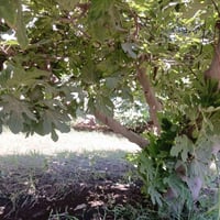 شاطيه اللبيع مساحة الأرض الواجه ١١متر ونزال ٥٠متر متوفر فيه كافة الخدم...