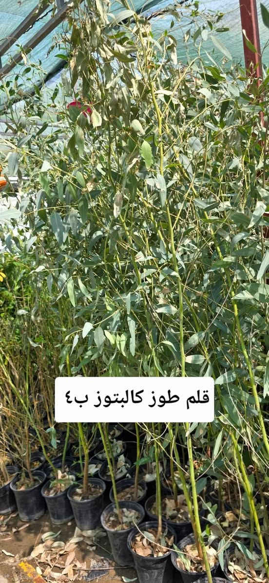 نباتات خارجية • اسعار مناسبة • توصيل لكل المحافظات