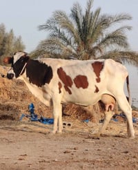 تحلب • حامل شهرين ونص • بابل شوملي