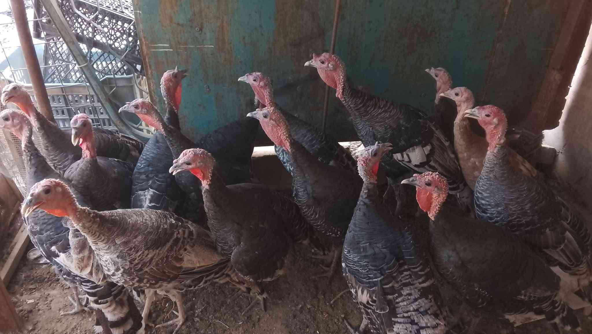 فسيفس عرب • شرط ١٥ • تكريت القادسيه