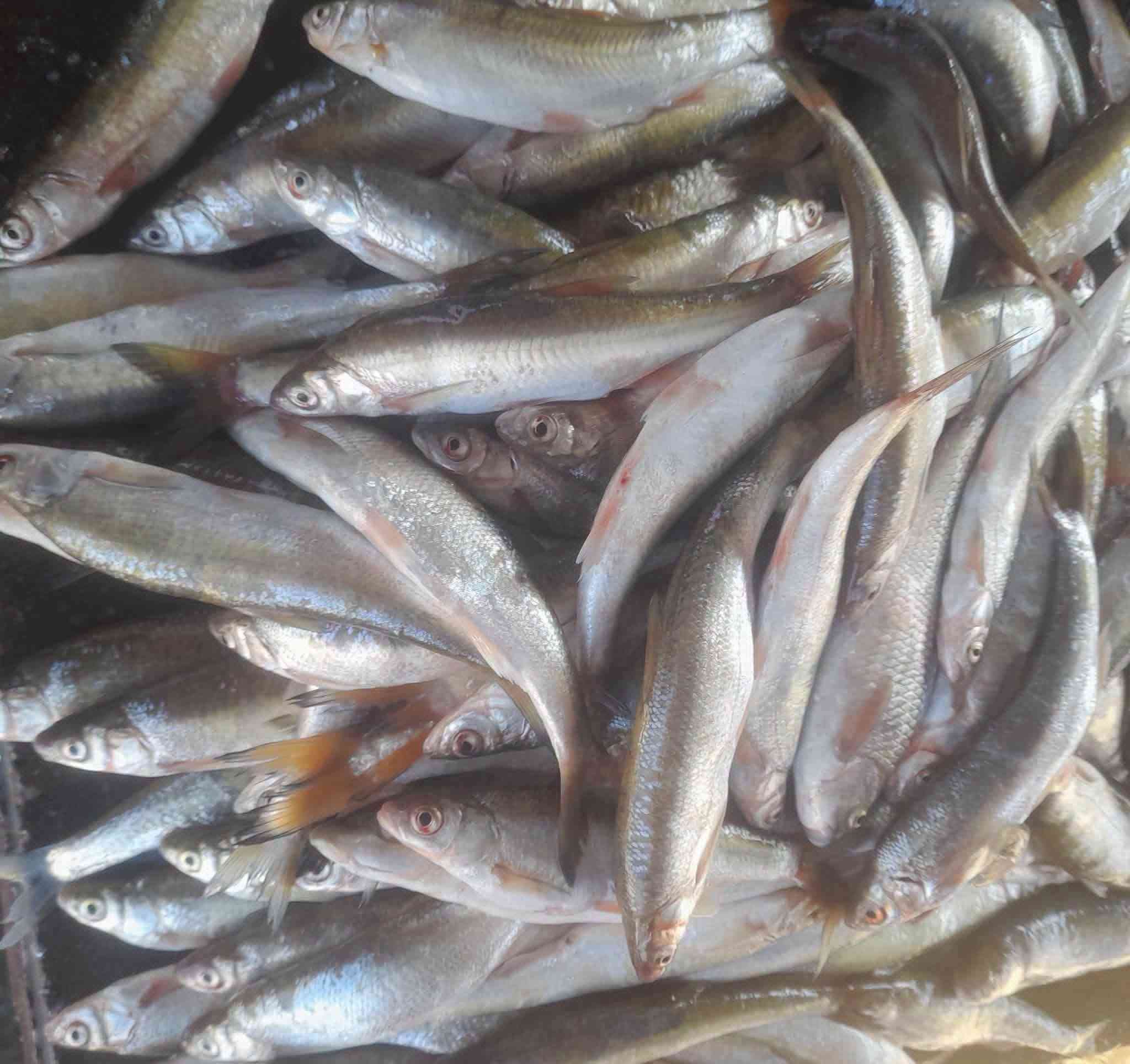سمك كاريبي • سمك شانك • توصيل