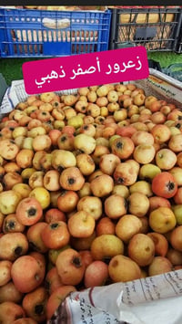 تكريت القادسية • توصيل • سفرجل