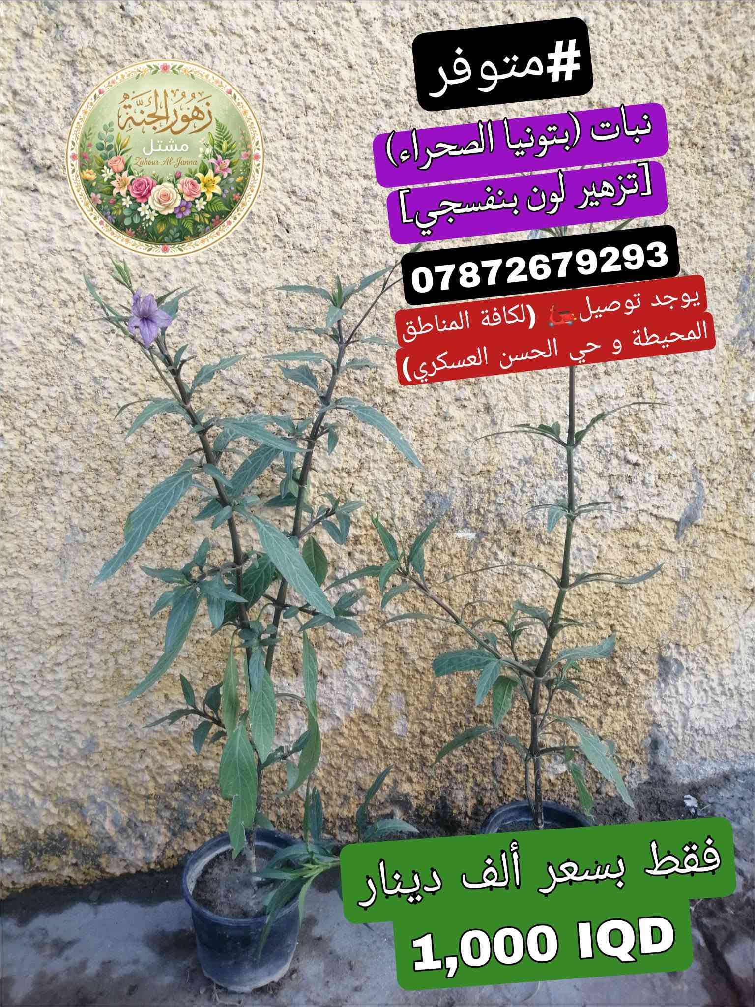 تتوفر مجموعة من النباتات الجميلة عند مشتل زهور الجنة، شوفو الجمال😍.
‏
‏*********** واتساب :يتوفر توصيل لمنطقة حي الحسن العسكري و المناطق المجاورة لها.
‏
‏عنوانة: بغداد - التاجي - حي الحسن العسكري - دور الضباط - شارع عصام الحلاق و أبو حسن الجبوري.
‏
‏يا أهلاً و سهلاً تنورونة بجيتكم❤️🙏🏻.
‏

نص مكتوب في الصور:
- متوفر#
- نبات (دمعة الطفل)
- ***********
- يوجد توصيل 🚗
- (لكافة المناطق المحيطة و حي
- الحسن العسكري)
- فقط بسعر ألف دينار
- 1,000 IQ
- متوفر #
- نبات (عين البزون)
- #متوفر نبات (المحكلة) *********** يوجد توصيل (لكافة المناطق المحيطة و حي الحسن العسكري) فقط بسعر ألف دينار 1,000 IQ
- #متوفر نبات (دم العاشق) فقط بسعر ألف دينار 1,000 IQ
- متوفر نبات (السجاد) *********** يوجد توصيل (لكافة المناطق المحيطة و حي الحسن العسكري) فقط بسعر ألف دينار 1,000 IQD
- متوفر
- نبات (دم العاشق [الكويتي])
- يوجد توصيل (لكافة المناطق المحيطة و حي الحسن العسكري)
- 1,000 IQD
- مشتل زهور الجنة
- Zuhour Al-Janna
- نبات (ورد الصباح) [لون أزبري]
- #متوفر
- نبات (بتونيا الصحراء)
- [تزهير لون بنفسجي]