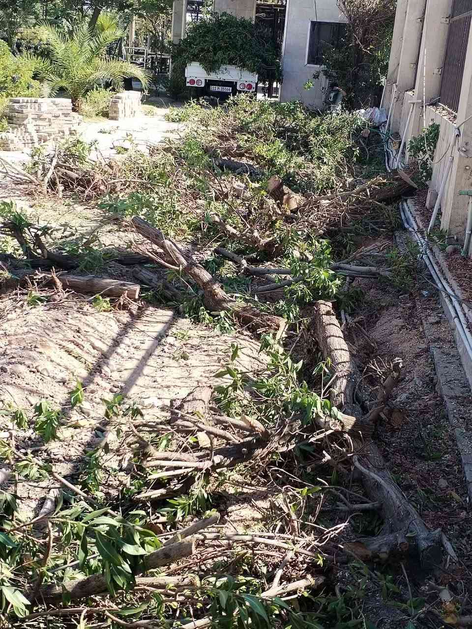 قطع الاشجار مجاني ***********

