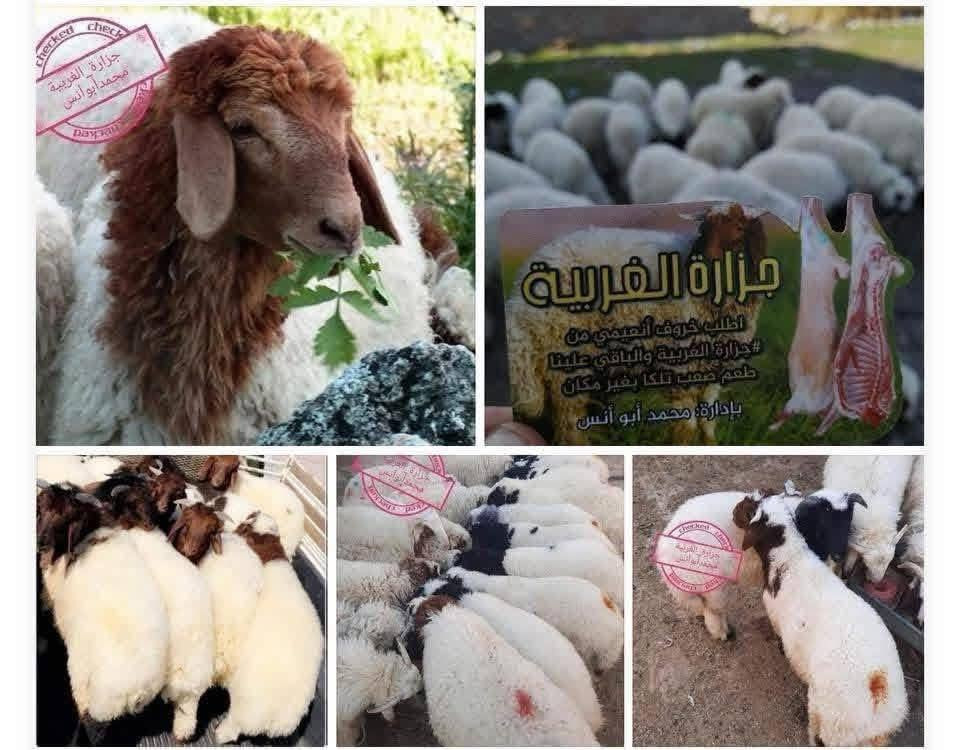 #جزارة_الغربية_محمد_أبوعرب
اطلب خروف أنعيمي  هرفي من💎#جزارة_الغربية و الباقي😋 علينه طعم صعب تلكا بغير مكان🤩

(#يتوفر_خدمه_توصيل_داخل_اربيل_فقط)
#أجور_حسب_المكان 
📍عنوان: اربيل طريق كركوك قرب بيت الأبيض
اتصال ع الرقم          ***********
                               ***********
                               ***********
