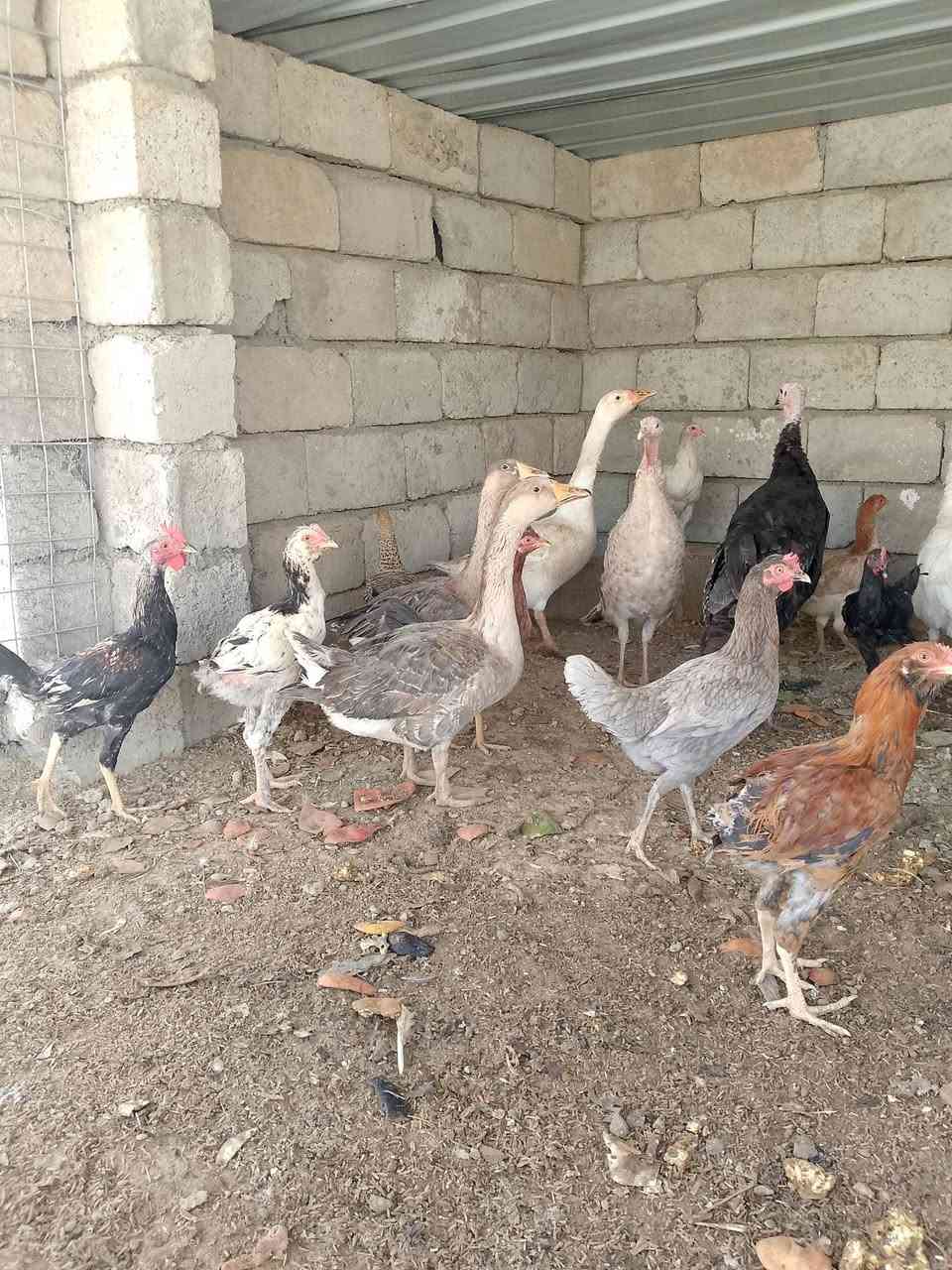غاز • ٣ • الشرقاط اسديره