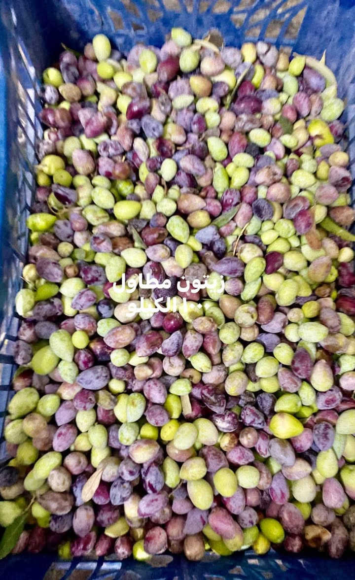 السلام عليكم متوفر زيتون عنة
الزيتون المطاول ١٠٠٠

والزيتون الخستاوي١٧٥٠

وبصل (فسقة )  جديدة سعر كيلوين ١٧٥٠

فسائل نخل  خستاوي مقلوعة بشكل صحيح والفطام غير متضرر وبيهه جذور شكل التمر الأم منزلة وية الصور 

للحجز مراسلة الصفحة اومراسلة الرقم ‭***********‬

ويوجد  توصيل  عنة 

الرمادي وبغداد للزيتون

نص مكتوب في الصور:
- زيتون حسباوي 175
- خستاوی ۱۷۵۰ خشن
- زيتون مطاول الكيلو