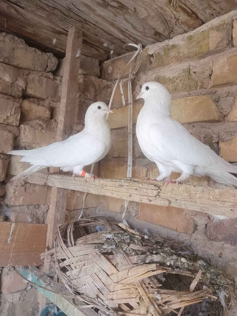 بعقوبة • ديالى • متاح