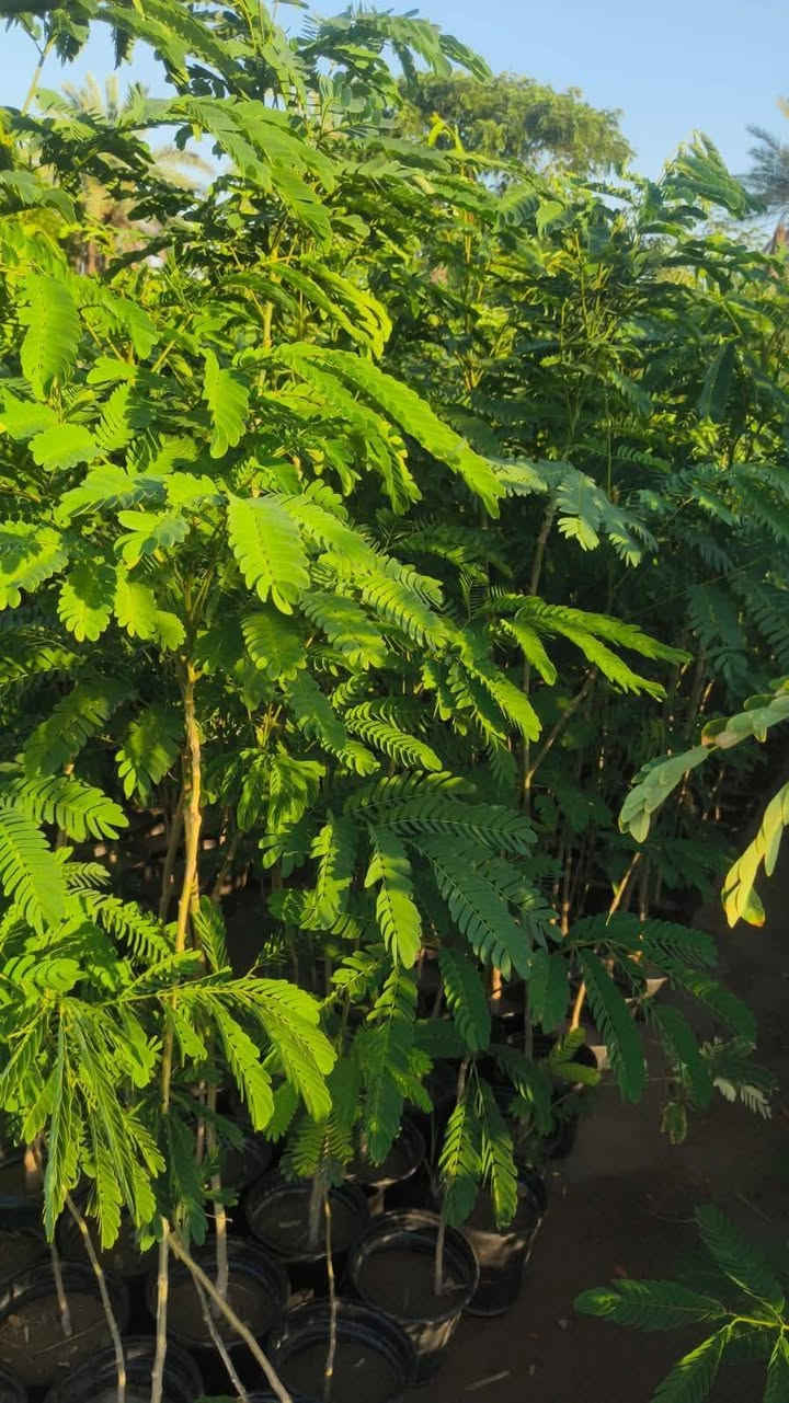 السلام عليكم متوفر اكاسيا مصريه والبي يا حجم متر وربع سعععرالشتله ب ٣ والاثنين ب 5
اسعار مدعومه الفرع الأول قرب البداله والثاني قرب اشطيط
علي المهندس 
***********
