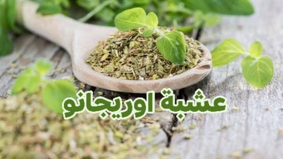 عشبة • أوريجانو
