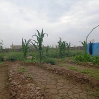 المدخل ٣ • ٩٧٥م • سند ٢٥