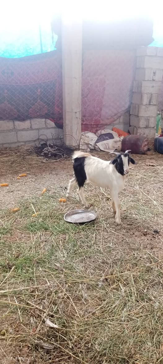 جدي • ناصح • الزاب