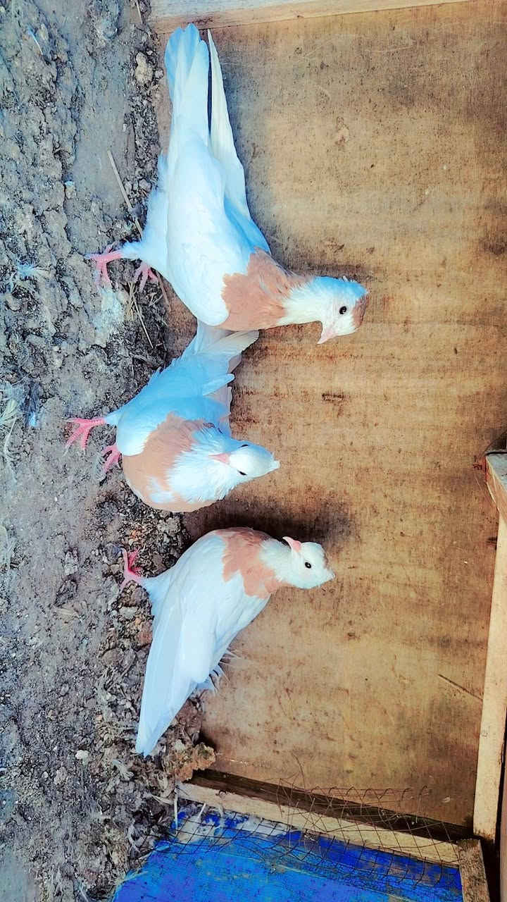 زوجين • طيور • سمره