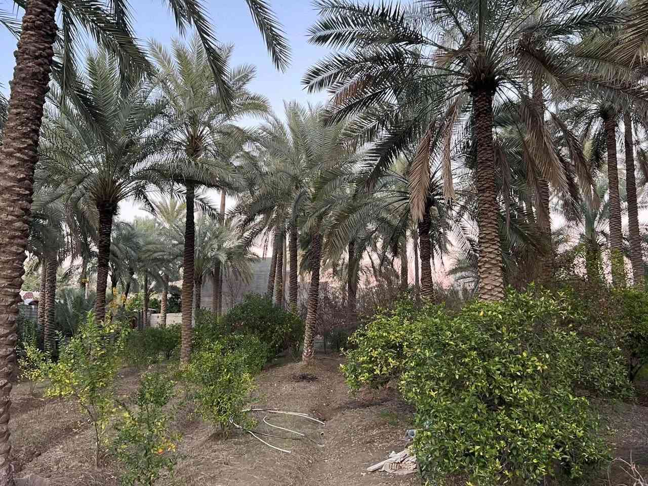 بستان 4 دوانم للبيع طابو زراعي 
في منطقة الحويش تبعد عن الراشديه بحدود 10 دقايق 
متوفر فيها جميع الخدمات 
للاستفسار ***********

