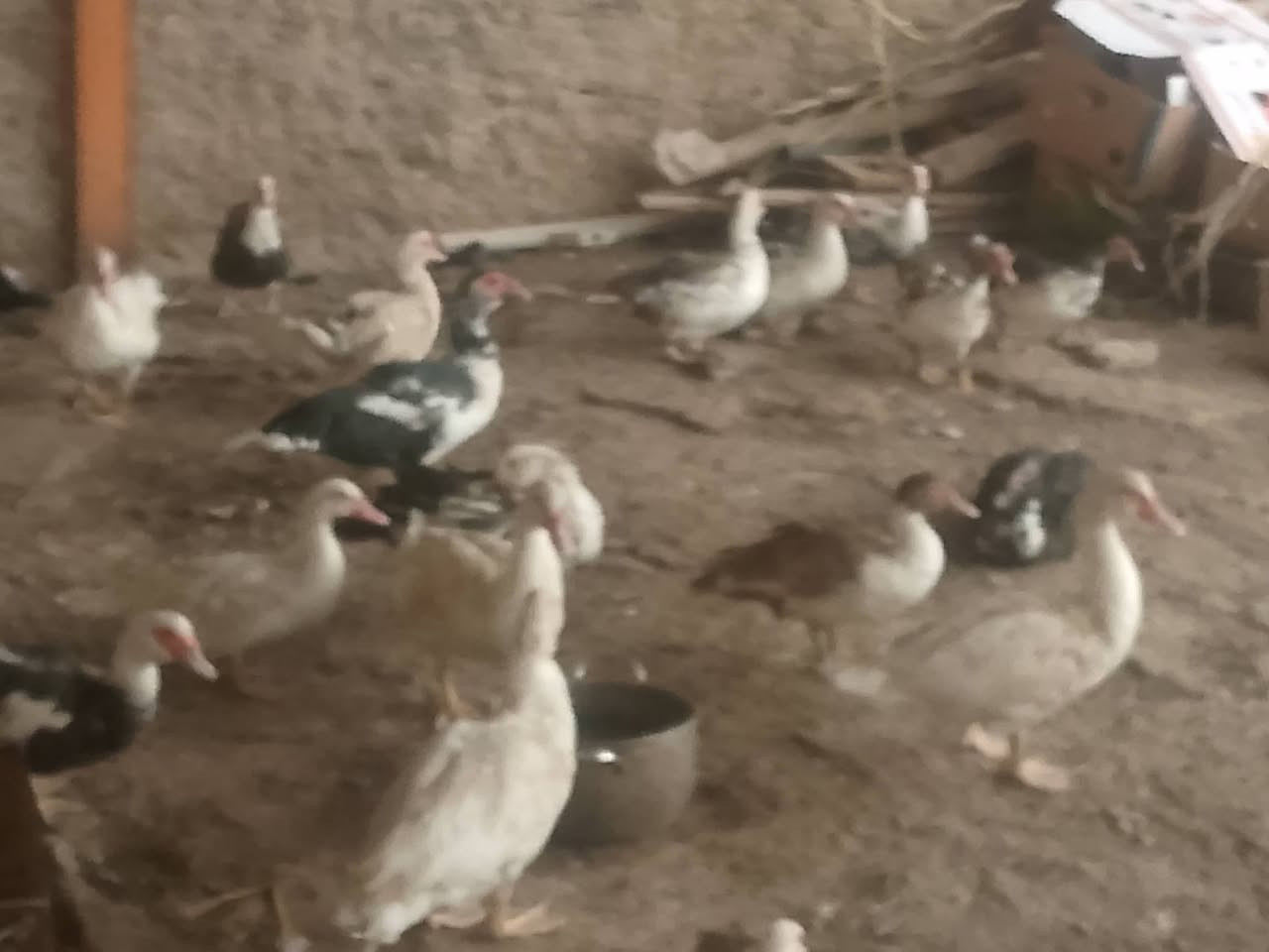 بط مصري • تلعفر