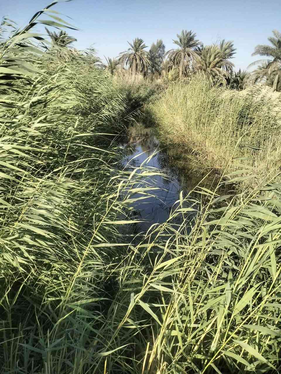 🌴 أرض زراعية للبيع – وردية خارج
📐 المساحة: 17 دونم

📜 إصلاح زراعي – سند 35

📄 السند مجدد بالكامل لغاية 2027

✨ الخدمات متوفرة: 💧 ماء إسالة

💧 ماء سقي

⚡ كهرباء

🌴 تحتوي على بستان نخيل بعدد 500 نخلة متنوعة

📍 الموقع: وردية خارج، قرب سيطرة الوردية

📏 تبعد 600 متر عن الشارع العام الرابط بين الوردية خارج والسريع/نيل

🛣️ الطريق سبيس والكتاب والتبليط جاري

💰 السعر: 16 مليون وبيه مجال

📞 للاستفسار ***********
