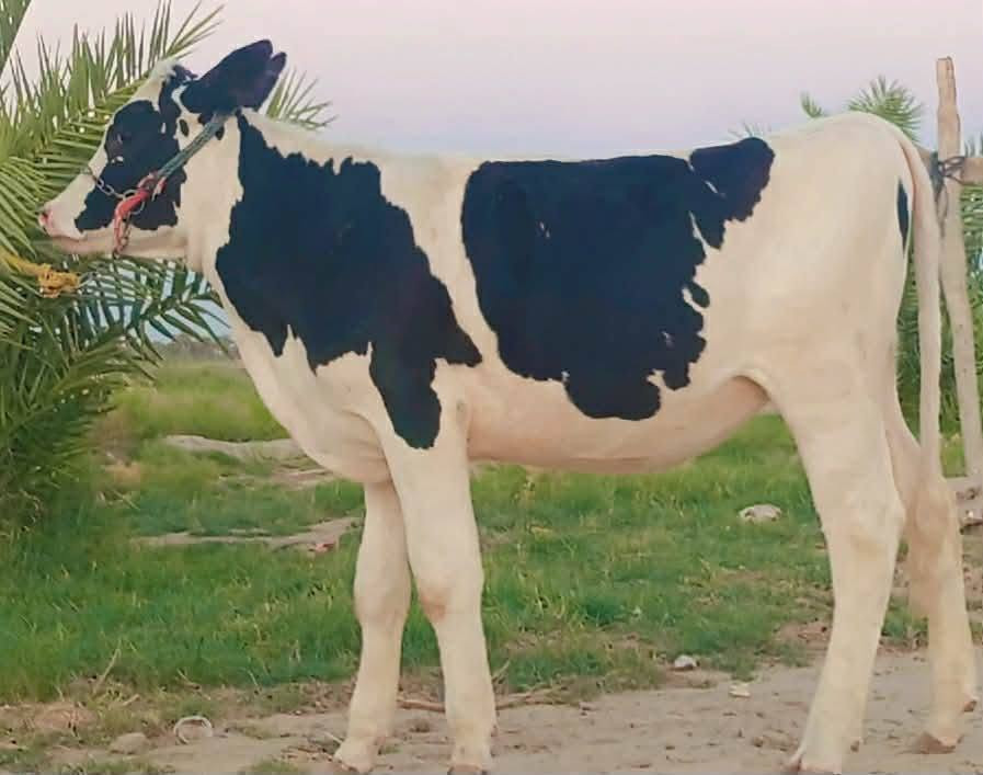 اللهم صلي على محمد وآل محمد اباجير هولشتاين رقم واحد العدد (4) درجة اولى مال جني جوه صدر الفحل اباجير من امهات حلابات رقم واحد اباجير مال اخو الاخوو مكاني بابل الحمزه الغربي
*********** بي واتساب 👉
***********
اللهم صلي على محمد وآل محمد اباجير هولشتاين رقم واحد العدد (4) درجة اولى مال جني جوه صدر الفحل اباجير من امهات حلابات رقم واحد اباجير مال اخو الاخوو مكاني بابل الحمزه الغربي
