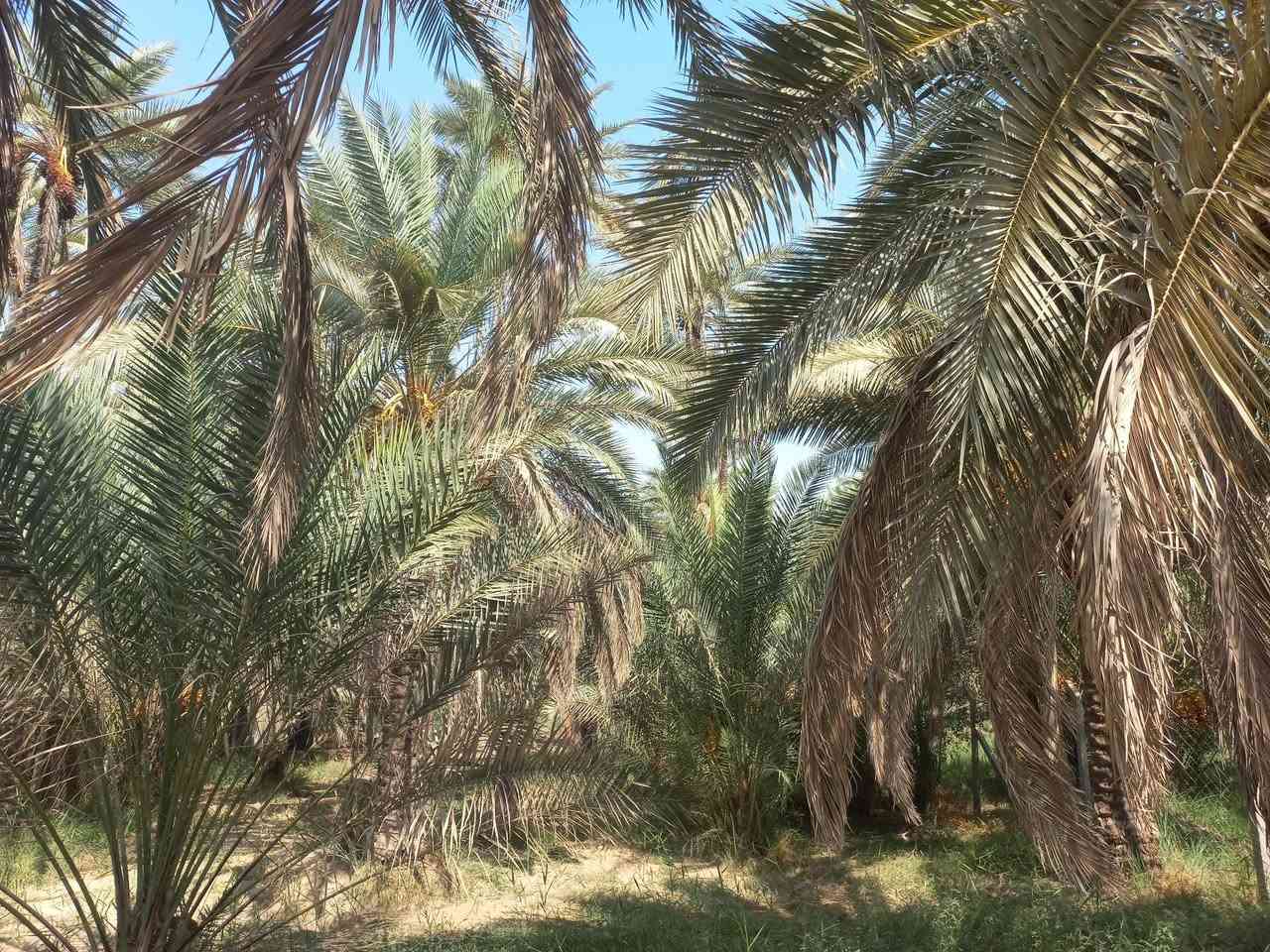 السند (٢٥) تحويل لكافة السهام. المساحه في السند ٢٢٠٠م أما. في واقع. الحال (١٨٠٠م) البعد من مركز كربلاء ٦كم الشارع  مهيأ للتبليط مجرد وقت تتوفر اغلب الخدمات العنوان كربلاء طريق البارون بالقرب من ااكنطره البيضه ؛ ومرحبا بكم : للبيع ١٨٠٠م طابو س ٢٥ فلاحه ملاجه تحويل كافة السهام في العقاري تحتوي اساس رباط ٢٨٠م درجه أولى البستان مخدوم. ويتنوع في غرس. النخيل للاصناف الممتازه  كما تتوفر مياه السقي والاساله. وباقي الخدمات  الواجه ١٥/٥  السعر ٣٢٥ مليون مع مجال بسيط ومداوله مع. مالك الارض التفاصيل الأخرى والاستعلام. واصلونا. هاتفيا واتساب. خاص مع وافر التقدير  زدمتم سالمين (***********)
