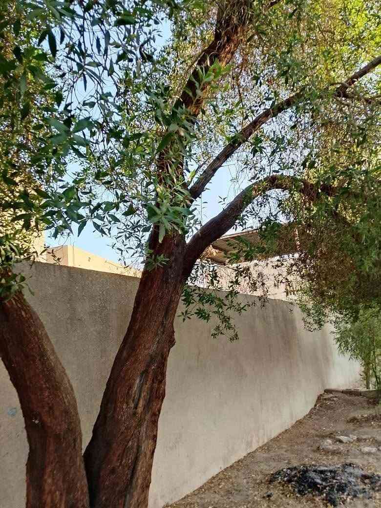 تقطيع الاشجار مجاني *********** بي واتساب
