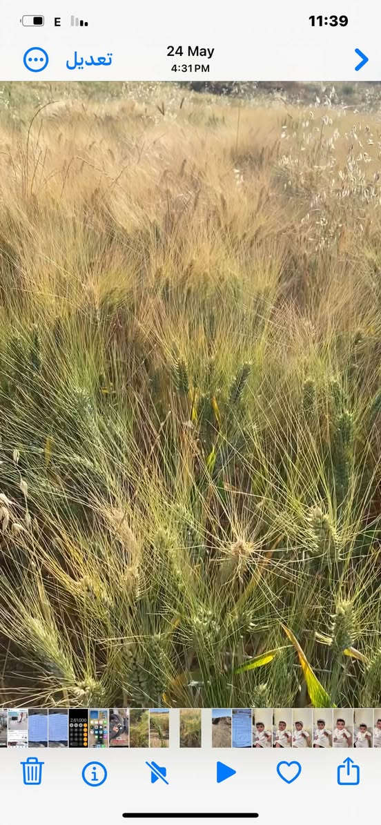 گەنمی بەرەکەی تونسیم هه يه به  شرتي ده  فرۆشم شوينم له ته ق ته ق وكويه ***********

نص مكتوب في الصور:
- E 11:39 تعديل 24 May 4:31 PM