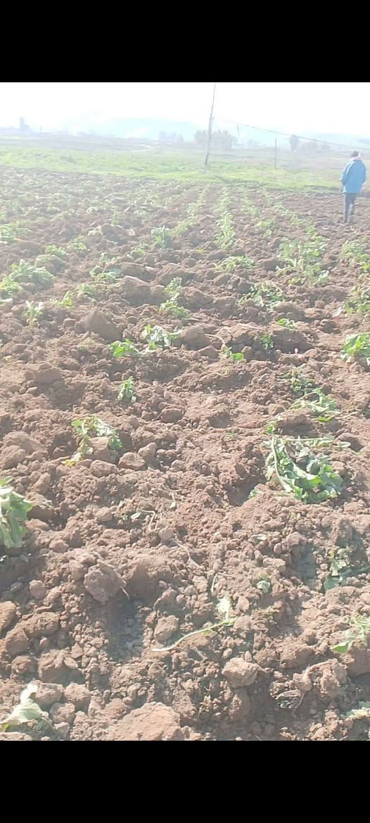سلام عليكم يوجد بذور فجل البيع
السعر 30الف العنوان حميدات 
***********
