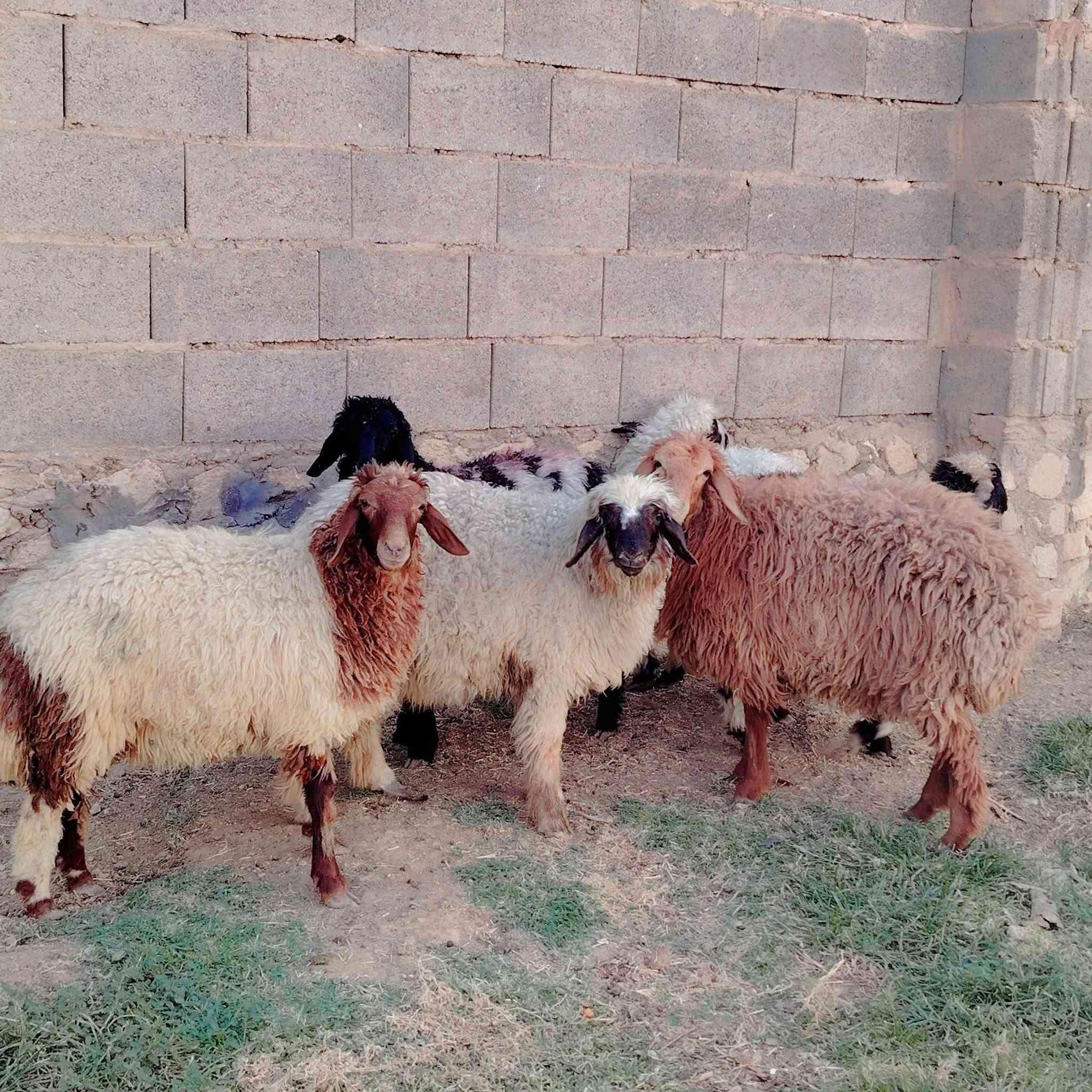 بسم الله الرحمن الرحيم
اخوان متاح دج وراجين عدد ٩ وفحلهن الأحمر  مشكلات وحلوات من غنم وحده شرط النصاح والخشان والعدال والنضافه والنشاط غزلان ما شاء الله مال جنيه نكش ابره مابيهن 
سعر الزوج درج ٦٥٠ الف ما افرد اخوان ابيع درج 
مكانه حديثه يوجد توصيل حسب الاتفاق
*********** واتساب
***********
اخوان لشراي ليريد تصوير فديو يجي واتساب ويدلل بس لشراي رجاءاا
