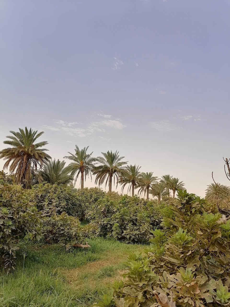 ارض زراعيه  30 دونم للبيع 
طابو سند 25 /بابل
تزرع شلب حنطه بيها بستان تين +40 نخله
ماي متوفر تزكي عل كهرباء
للأستفسار
***********
