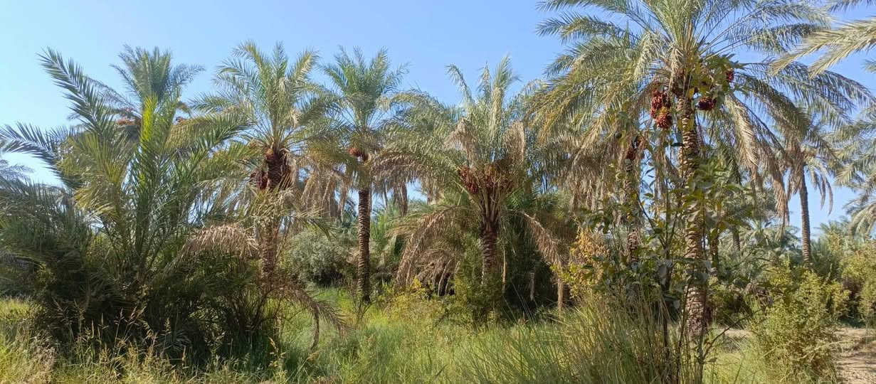 بستان1100 متر للبيع طابو زراعي سند 25 تحويل مباشر بسم المشتري السعر 100 مليون وقابله للتفاوض العنوان بغداد ناحية الراشدية قرب البحيرة تتوفر جميع الخدمات للاستفسار الاتصال على الرقم *********** مكتب العبيدي للعقار
