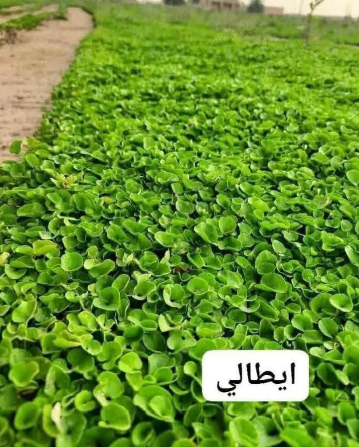 ثيل طبيعي • مشاتل • توصيل لكل المحافظات